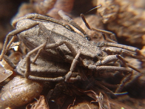 Opiliones da Europa centrale